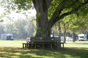 Großer Baum auf einer Wiese, davor eine Holzbank, im Hintergrund Wohnwagen und Wohnmobile auf dem Campingplatz.