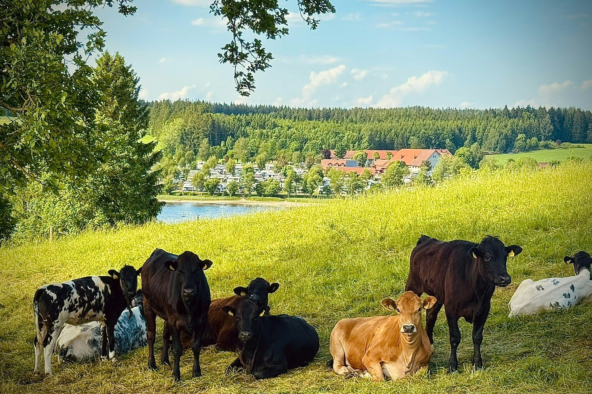 Campingplatz am Badsee - Kühe auf der Wiese am Campingplatz