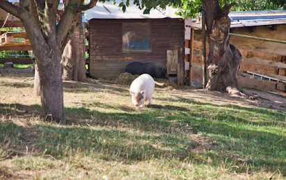 Campingplatz am Bauernhof
