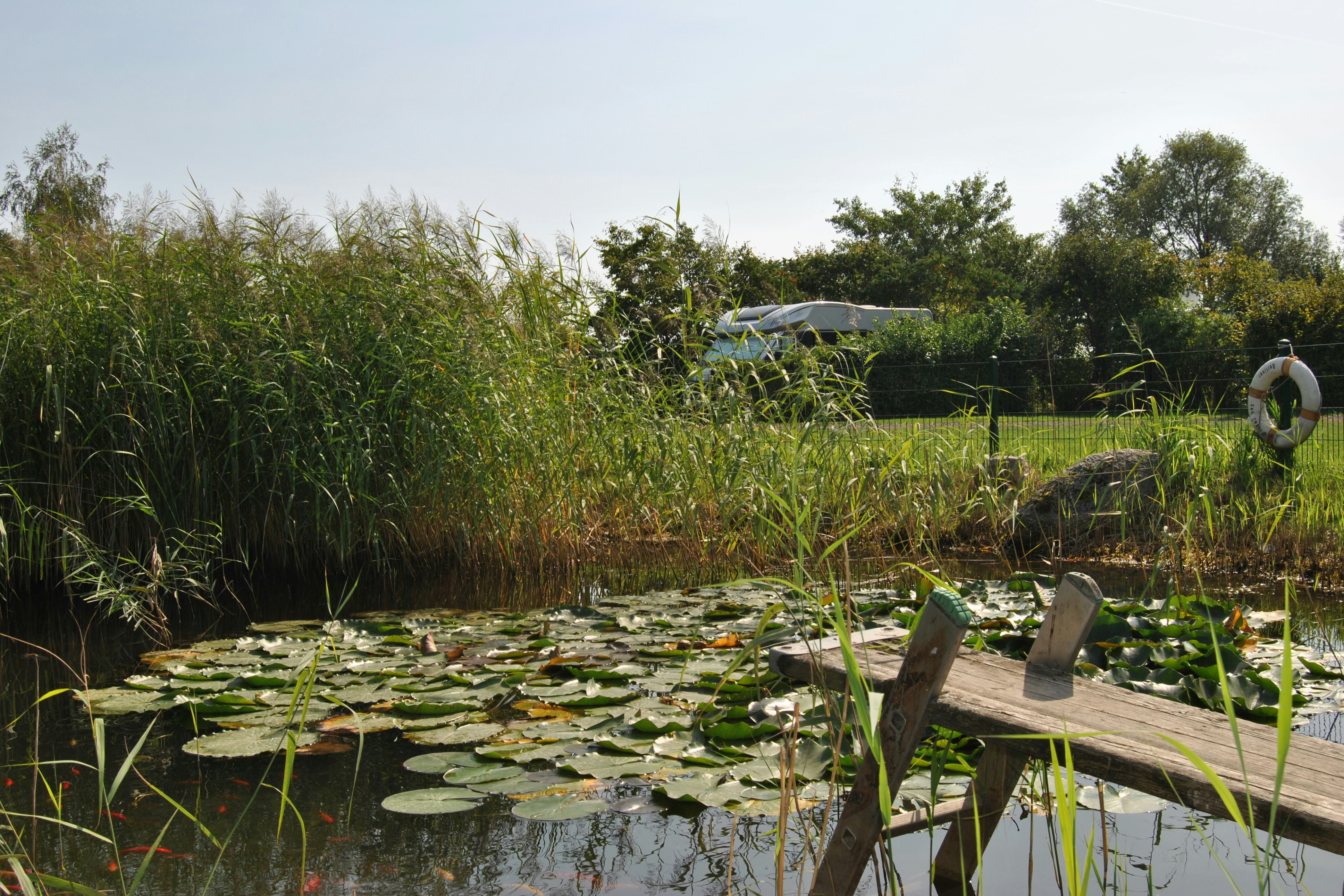 Holzsteg am Teich mit Seerosen, daneben Gartenmöbel und Sonnenschirm, im Hintergrund Schilf und Bäume.