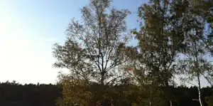 Baumkronen im Campinggelände vor blauem Himmel, mit Laubbäumen und dichtem Blätterwerk am Rand des Geländes.
