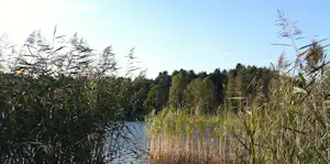 Seeufer mit Schilf und hohen Gräsern, dahinter Wald und ruhiges Wasser unter klarem Himmel.
