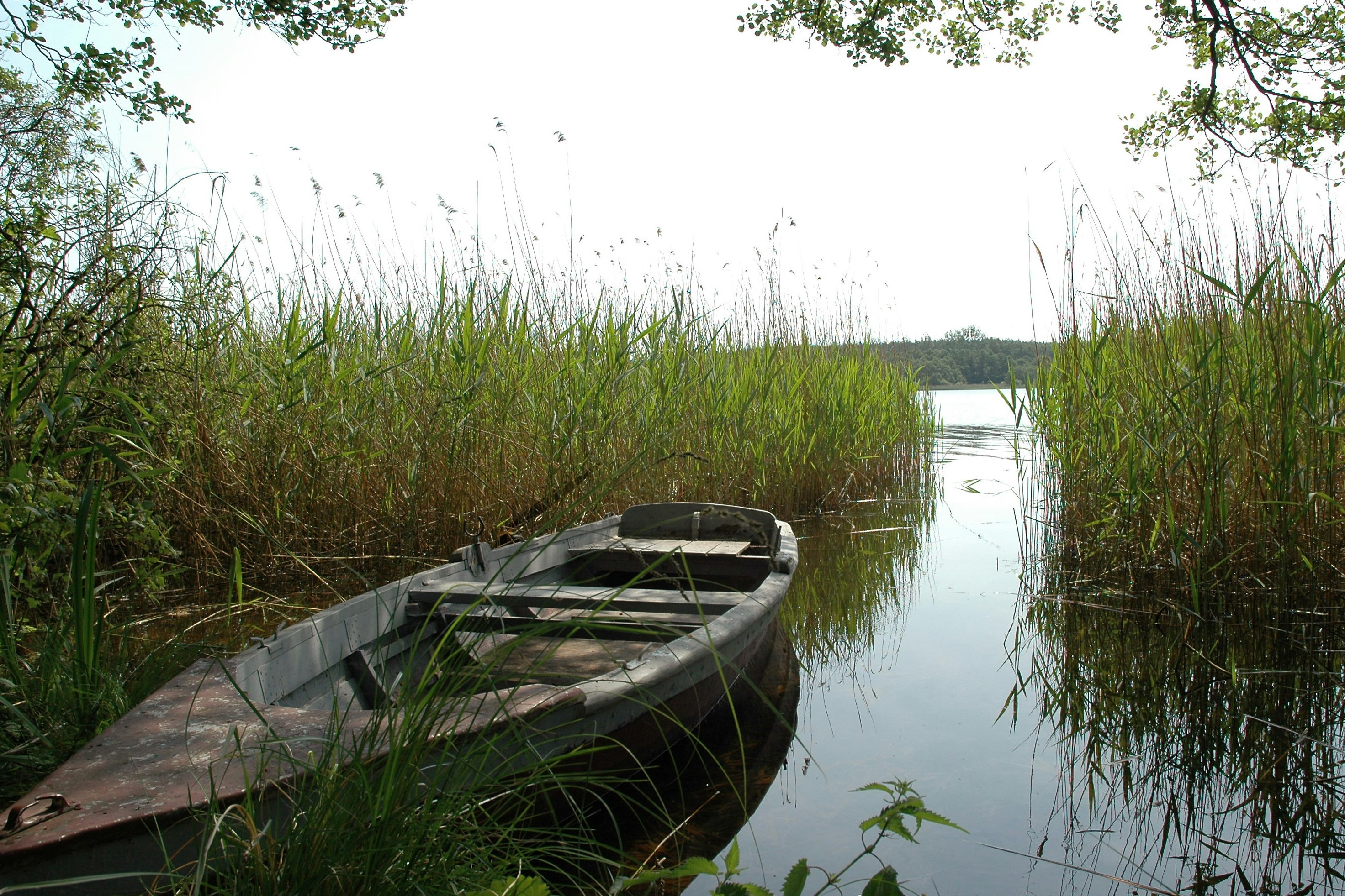 Ein Ruderboot liegt am ruhigen See, umgeben von Schilf und Wasserpflanzen, mit Bäumen am Ufer.