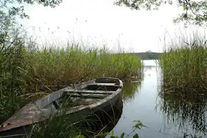 Ein Ruderboot liegt am ruhigen See, umgeben von Schilf und Wasserpflanzen, mit Bäumen am Ufer.
