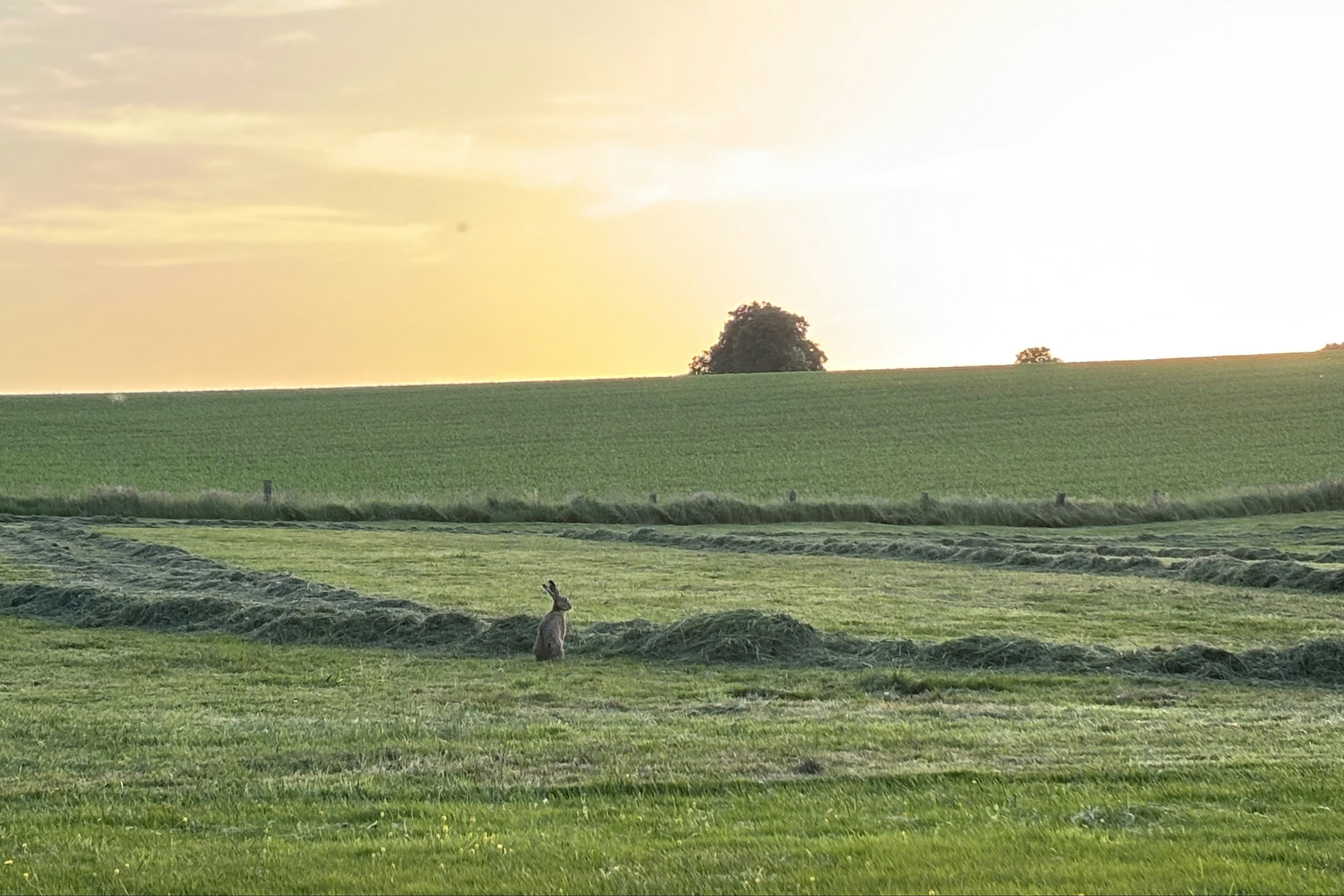 Grünes Feld mit einem einzelnen Reh im Vordergrund, dahinter ein Baum und weite Landschaft bei goldenem Abendlicht.