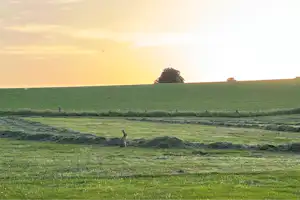 Grünes Feld mit einem einzelnen Reh im Vordergrund, dahinter ein Baum und weite Landschaft bei goldenem Abendlicht.
