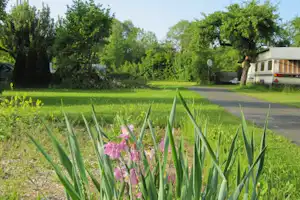 Blumen und hohes Gras auf einer Wiese, im Hintergrund Bäume und ein Wohnwagen am Campingplatz.
