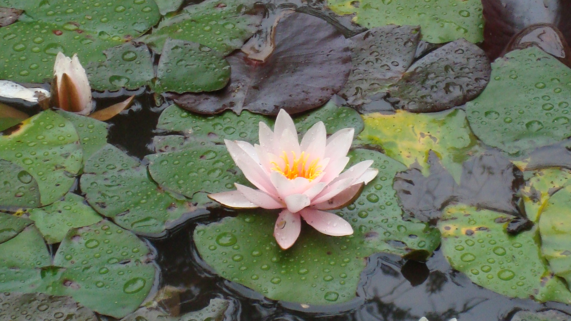 Campingplatz Bockenauer Schweiz
