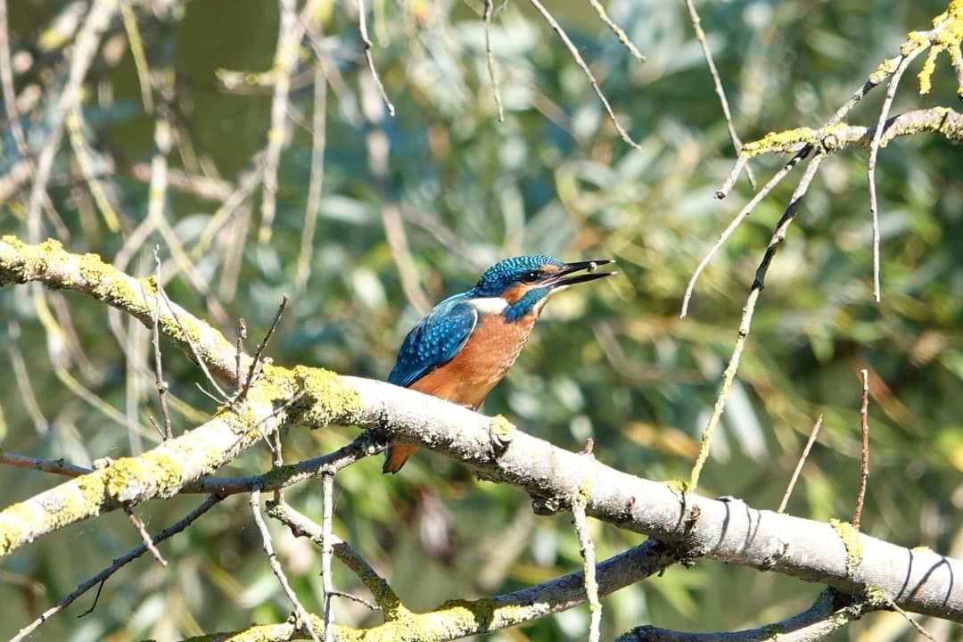 Camping Bockenauer Schweiz - Wilde Vögel in der Umgebung des Campingplatzes