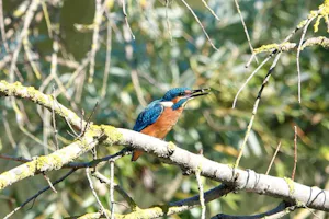 Camping Bockenauer Schweiz - Wilde Vögel in der Umgebung des Campingplatzes