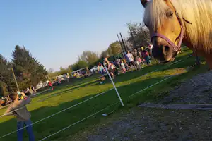 Campingplatz Brockmühle - Pony auf dem Campingplatz