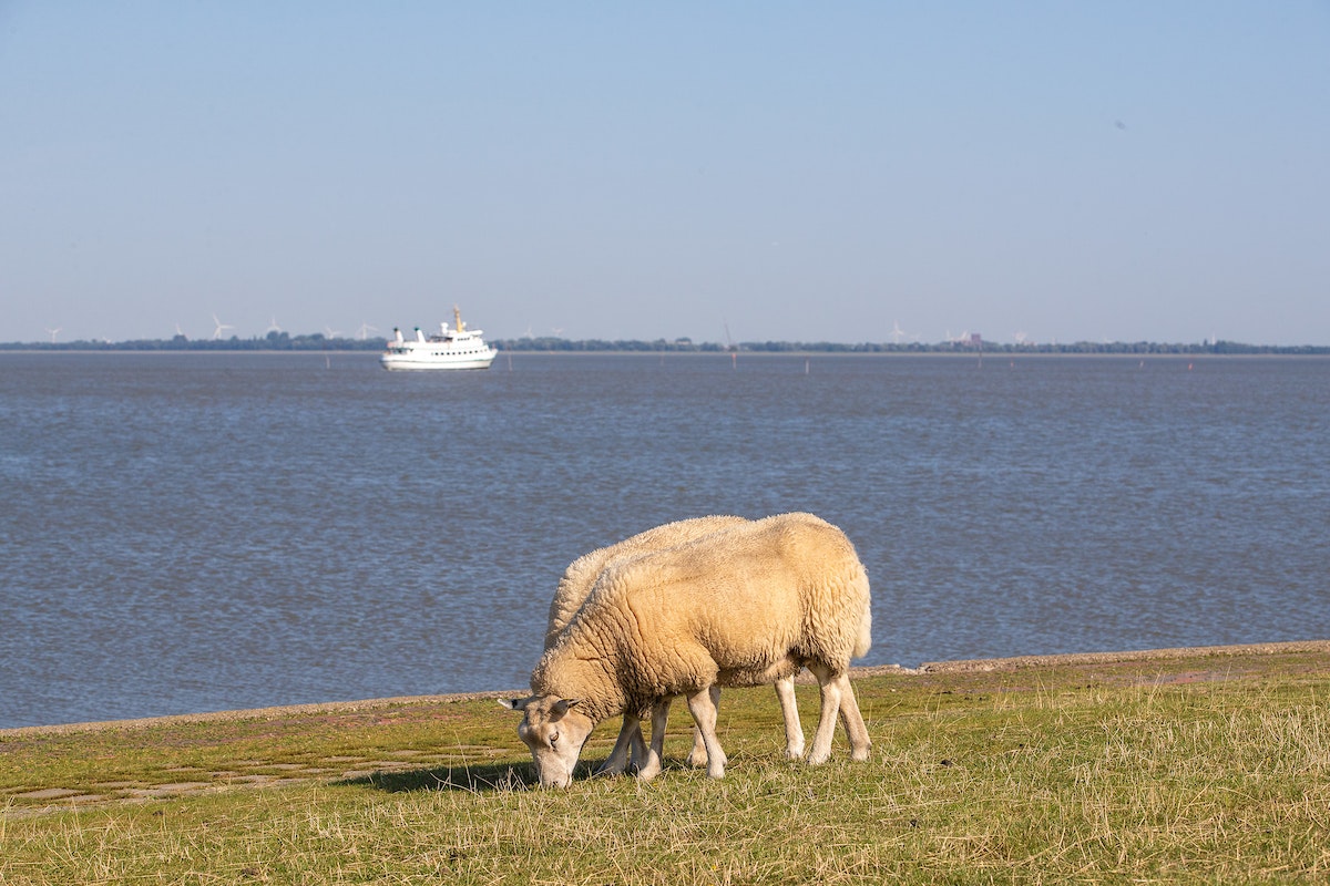 Strandcampingplatz Dangast  Campingplatz Dangast - Schafe grasen am Deich