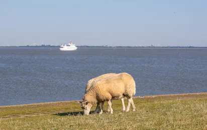 Strandcampingplatz Dangast