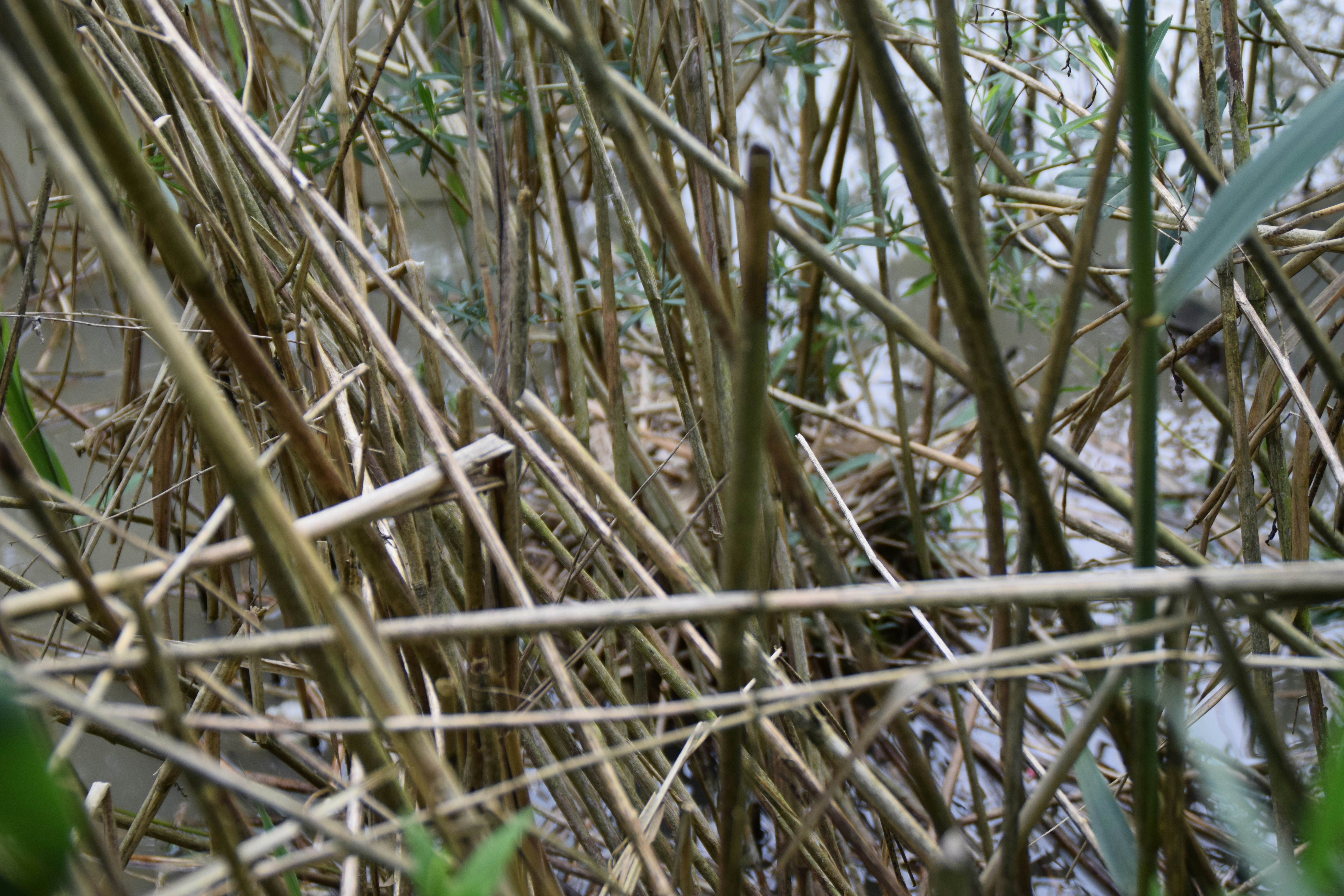 Campingplatz Eisenbachtal