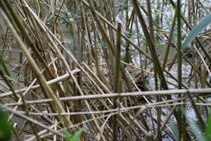 Campingplatz Eisenbachtal