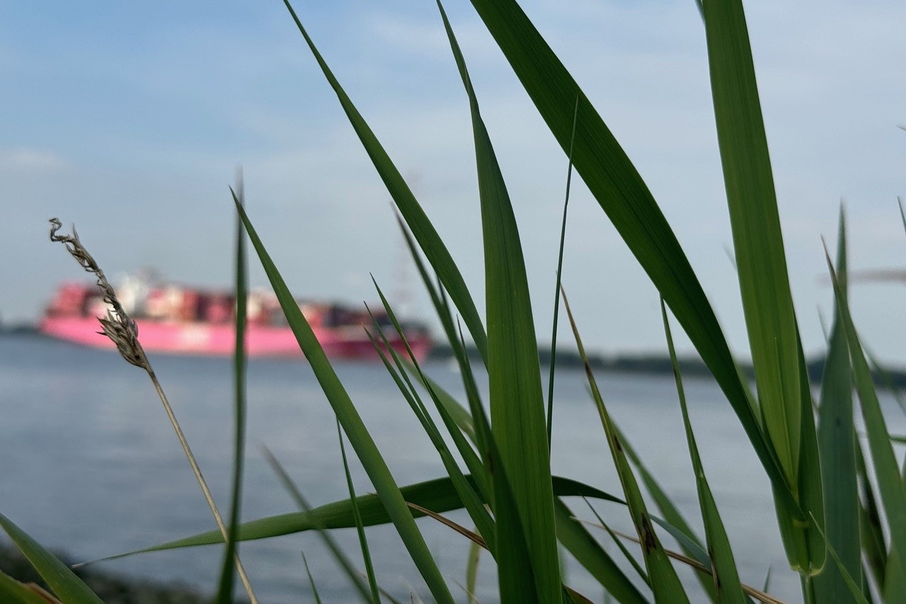 Campingplatz Elbinsel Lühesand - Blick auf ein Schiff auf der Elbe