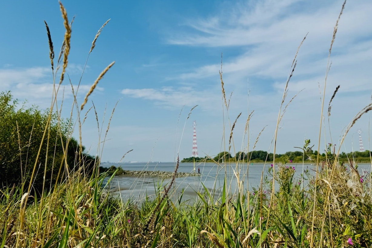 Campingplatz Elbinsel Lühesand - Blick durch Gräser auf die Elbe