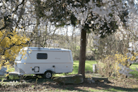 Campingplatz Gräßelmühle - Wohnwagenstellplatz unter den Bäumen im Frühling