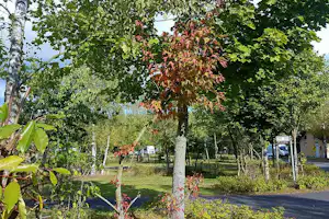 Allee mit Bäumen und Grünflächen am Campingplatz, daneben ein Weg und geparkte Fahrzeuge zwischen Sträuchern.