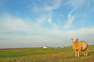 Ein Schaf steht auf einer grünen Wiese am Meer, im Hintergrund sind Gebäude und die Küste zu sehen.