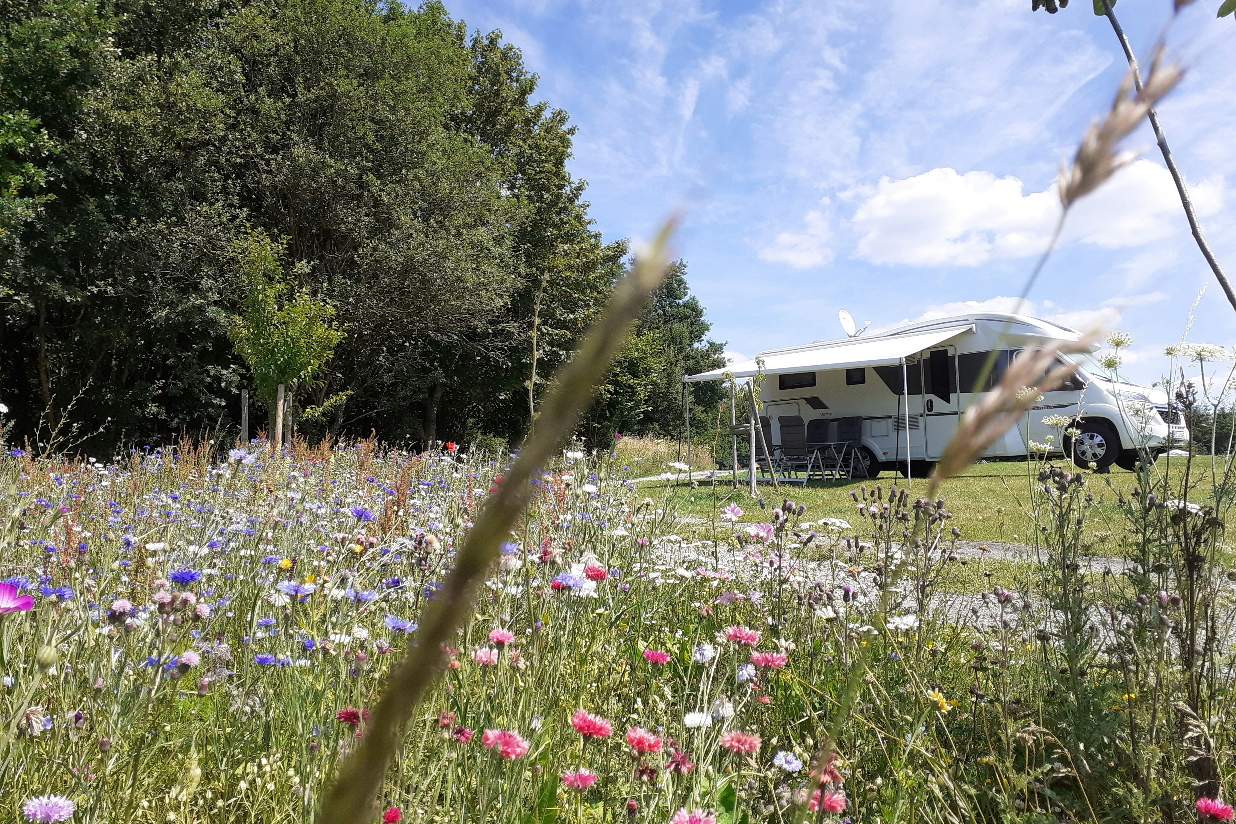 Campingplatz Hof Biggen - Standplatz an schöner Blumenwiese