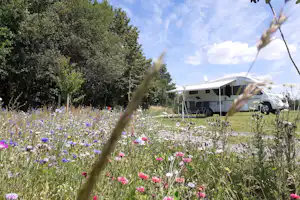 Campingplatz Hof Biggen - Standplatz an schöner Blumenwiese