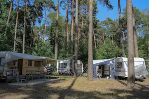 Campingplatz mit Wohnmobilen und Vorzelten zwischen hohen Bäumen, im Hintergrund weitere Fahrzeuge und Zelte.