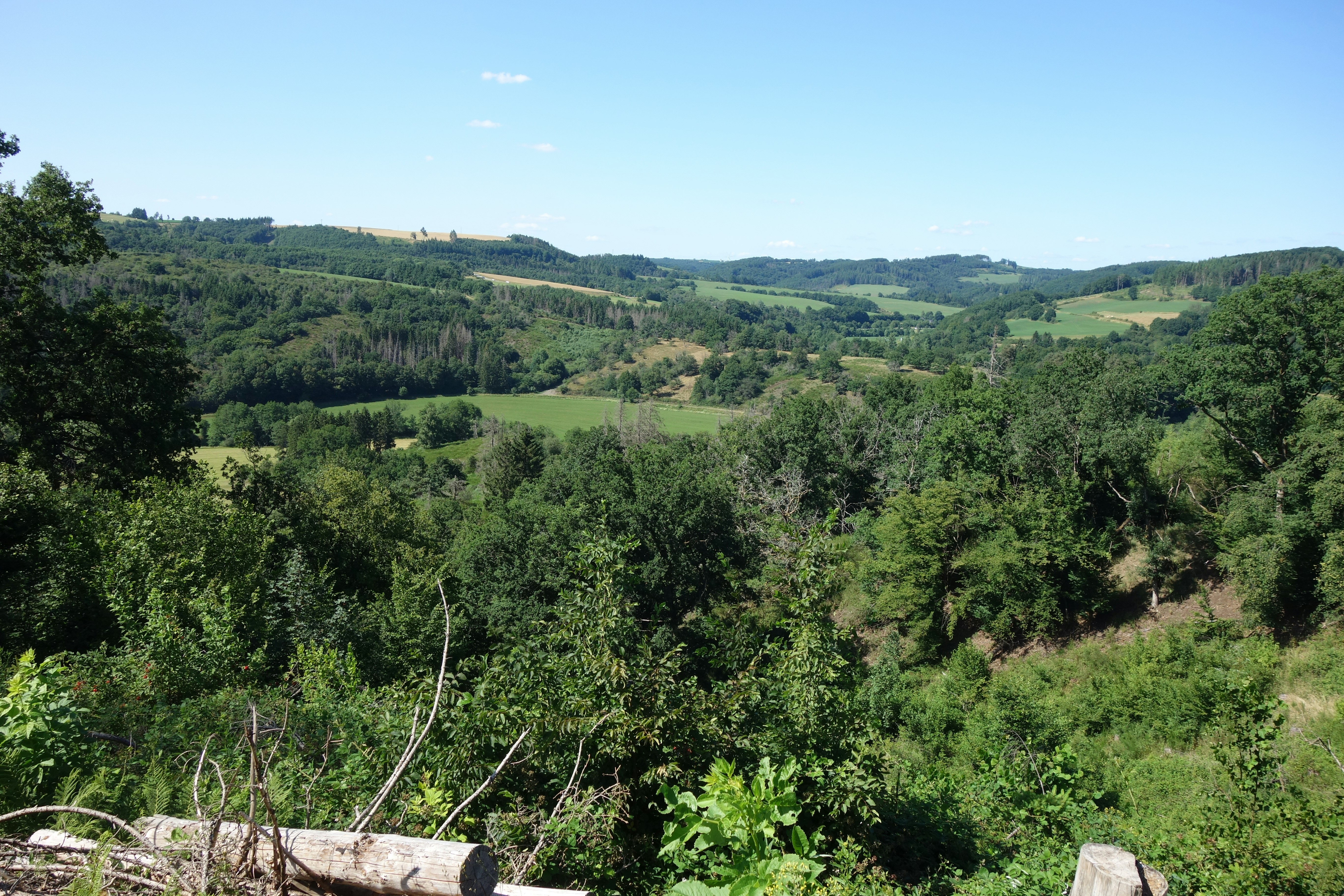 Campingplatz Irsental - Wald in der Umgebung des Campingplatzes