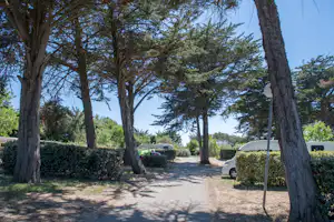 Campingweg zwischen hohen Bäumen und Hecken, mit geparkten Autos am Rand und hellem Schotterboden.