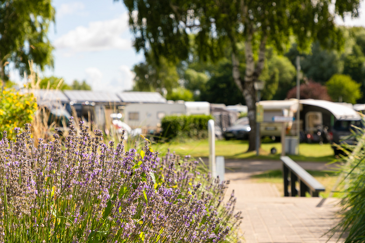 ostseequelle.camp - Blick auf den Campingplatz mit Stellplatzwiese