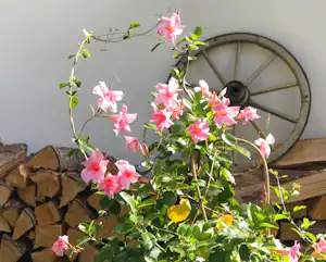 Rosa Blüten an rankender Pflanze vor einem Holzrad und einem Stapel Holzscheite am Rand eines Campingplatzes.