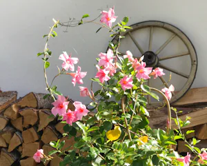 Campingplatz Seehamer See - Blumen.jpg
