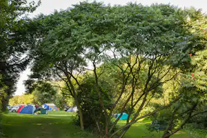 Campingplatz Südstrand - Zeltplatz vom Campingplatz auf grüner Wiese zwischen Bäumen