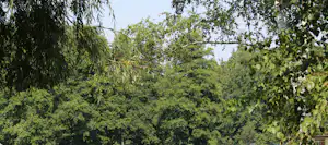 Grünes Waldpanorama mit dichtem Blätterdach und Baumkronen, Blick durch Zweige und Blätter in den Himmel.