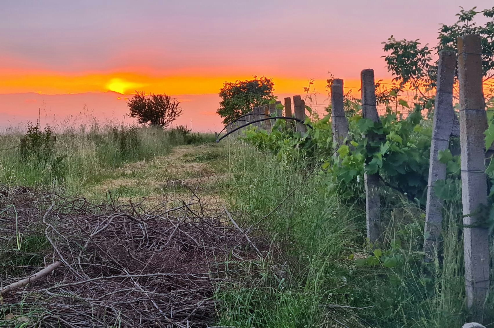 Sonnenuntergang über einer Wiese mit hohem Gras und einem Zaun aus Holzpfosten, im Hintergrund Bäume und Dämmerungshimmel.