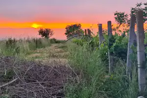 Sonnenuntergang über einer Wiese mit hohem Gras und einem Zaun aus Holzpfosten, im Hintergrund Bäume und Dämmerungshimmel.