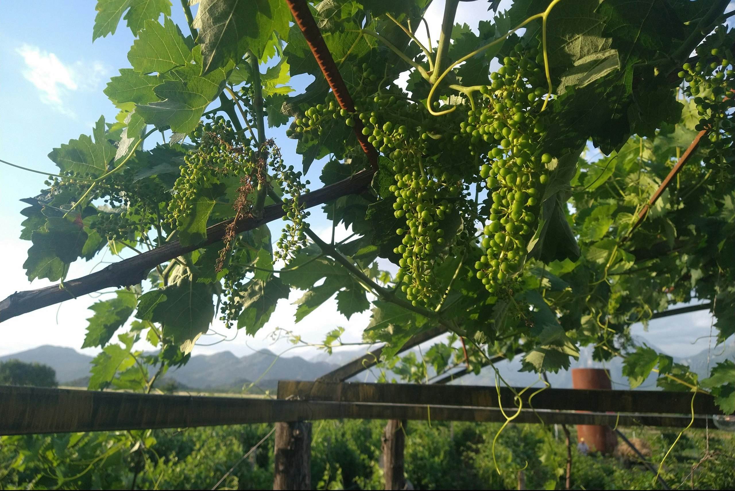 Weinreben an einem Holzgeländer, dahinter Berge und ein heller Himmel zwischen grünen Blättern.