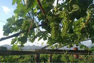 Weinreben an einem Holzgeländer, dahinter Berge und ein heller Himmel zwischen grünen Blättern.