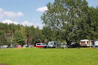 Campus Domasławice - Wohnwagen- und Zeltstellplatz auf dem ein großer Baum steht, im Hintergrund ist der Wald zu sehen