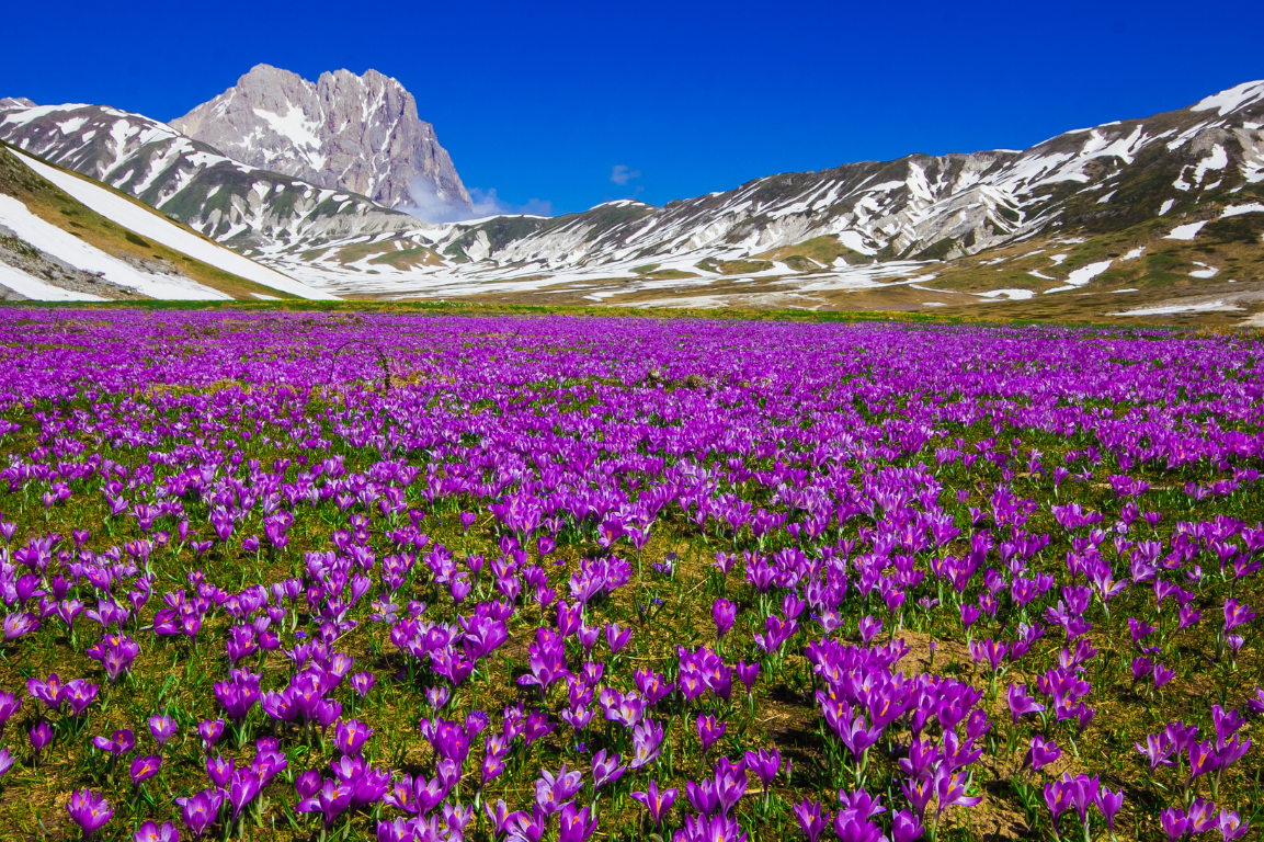 Casa Cologna - Blumenwiese in den Bergen in der Umgebung des Campingplatzes