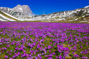 Lila Krokusblüten in einem Tal vor schneebedeckten Bergen und einem schmalen Weg im Hintergrund.