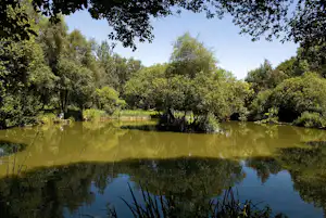 Ruhiger See im Grünen mit spiegelnder Wasseroberfläche, umgeben von Bäumen und dichtem Uferbewuchs.