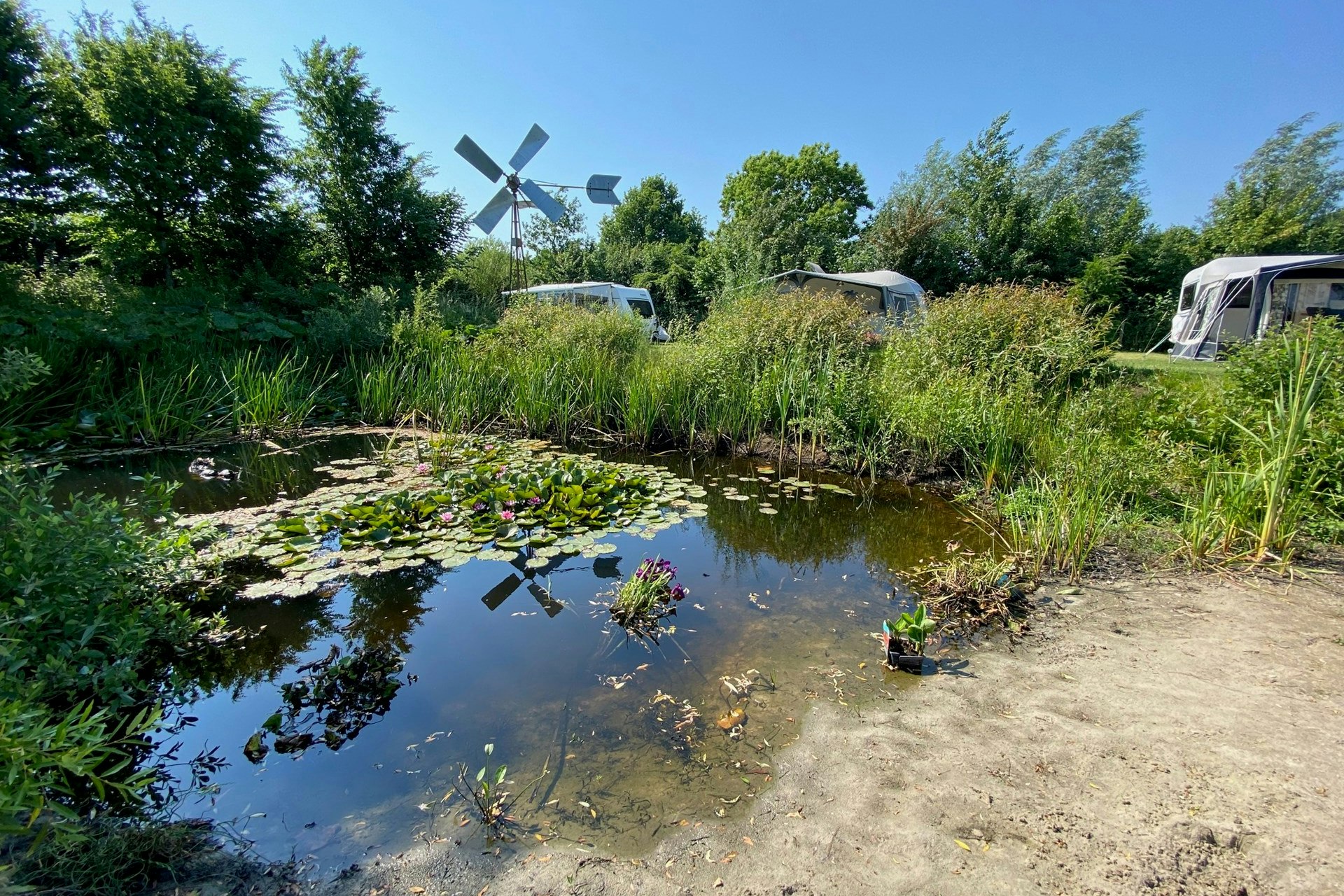 Comfortcamping de Groenstraat Naturteich neben der Campingwiese