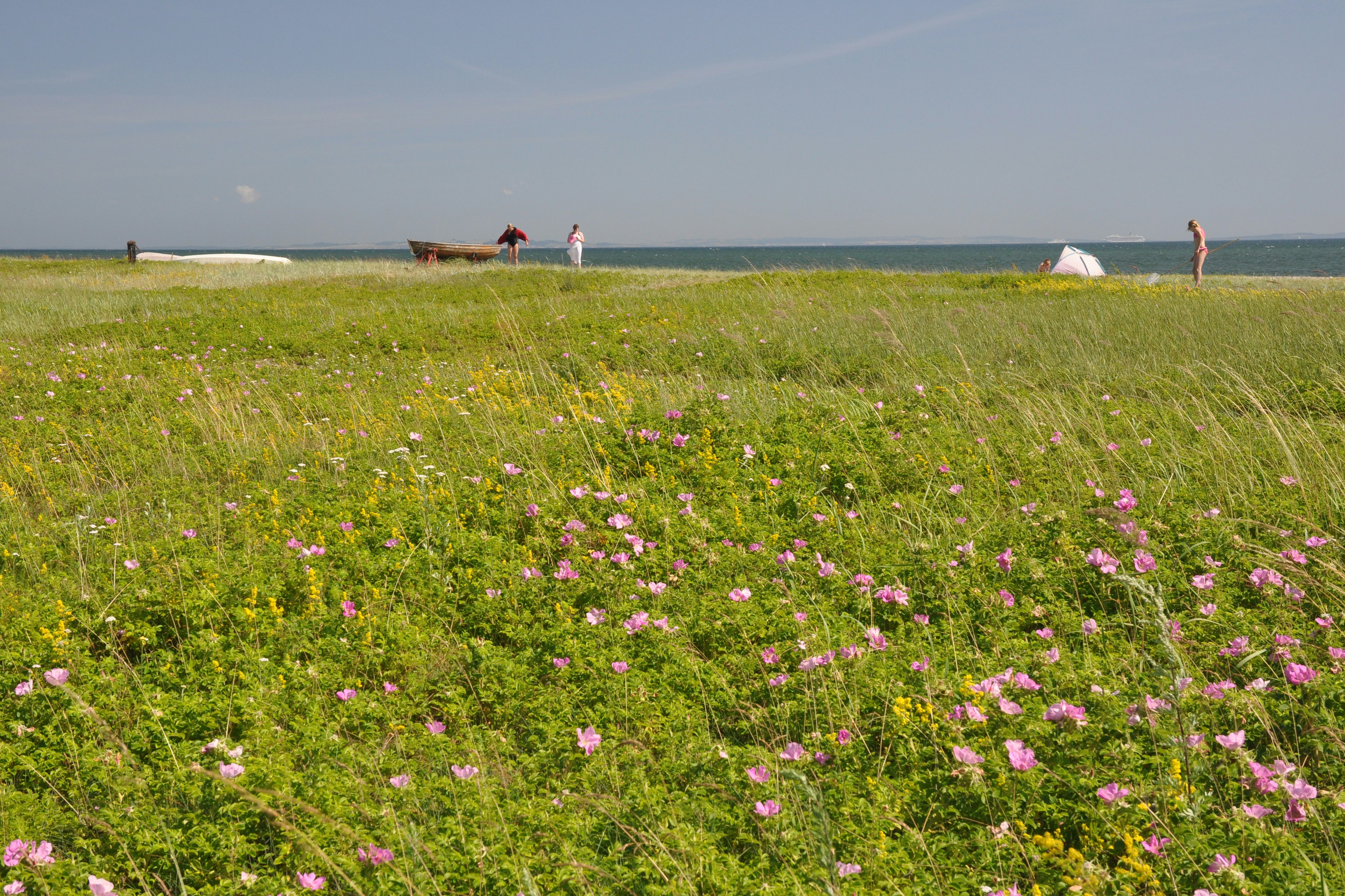 Dancamps Ajstrup Strand  - Liegewiese am Meer auf dem Campingplatz