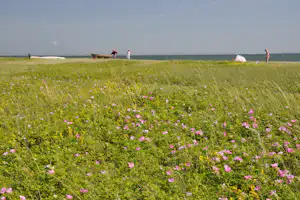 Dancamps Ajstrup Strand - Liegewiese am Meer auf dem Campingplatz