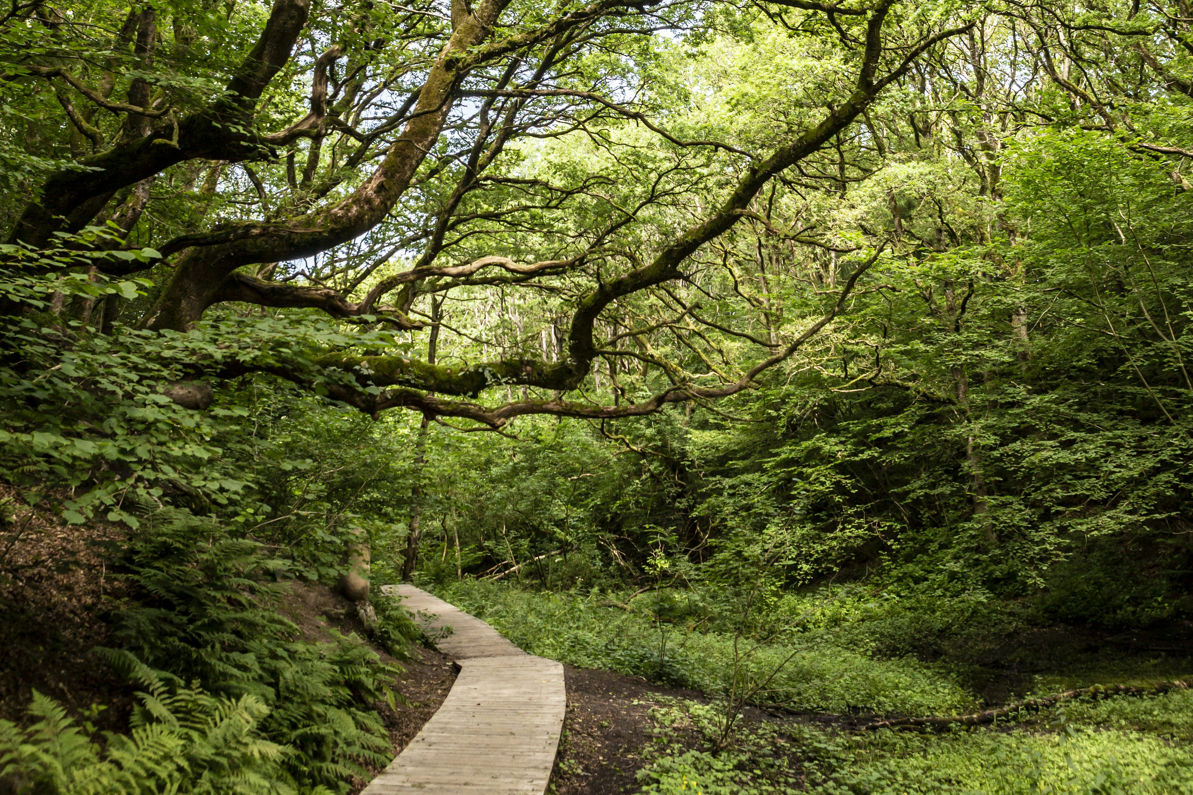 DCU-Camping Tranum  DCU-Camping Skovly - Spazierwege in der Natur