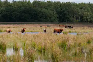 De Goede Weide Recreatie - Kühe auf dem Feld