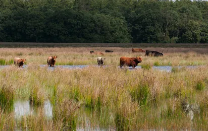 De Goede Weide Recreatie
