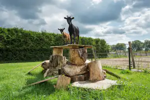 De Goede Weide Recreatie - Ziegen auf dem Campingplatz