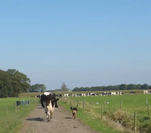 De Vergulde Hand